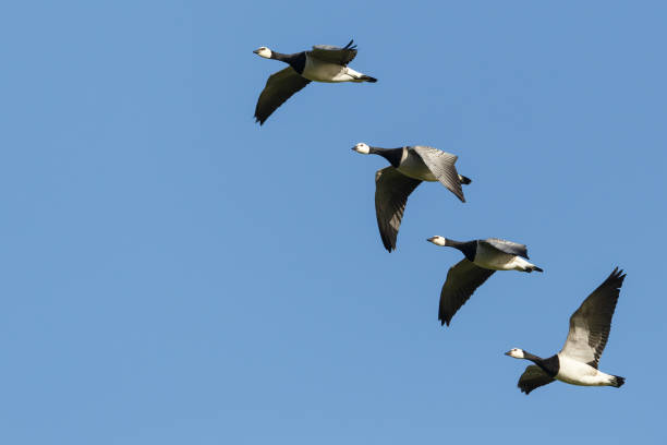 istock group of barnacle geese (branta leucopsis) in flight in blue sky 1475241303