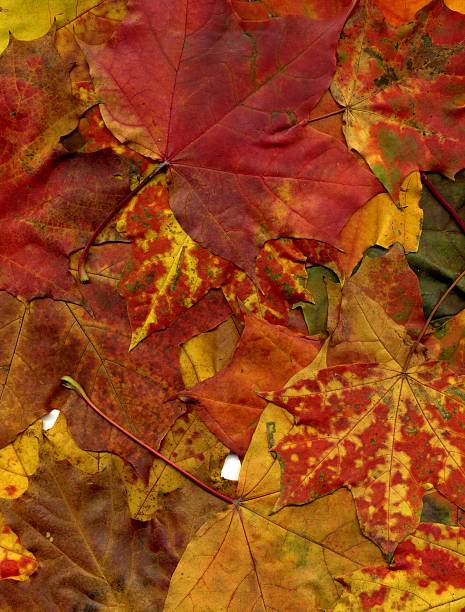 istock autumnal maple leaves background 147524173