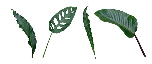 istock Green leafy plant. Branches of leaves isolated on white background. . 1475242149