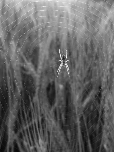 SPYDER CLOSE UP IN BLACK AND WHITE