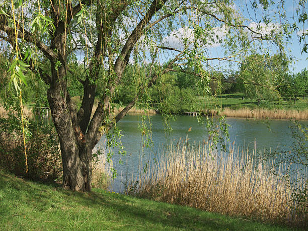 weeping willow in Dobrich park with branches in the lake water