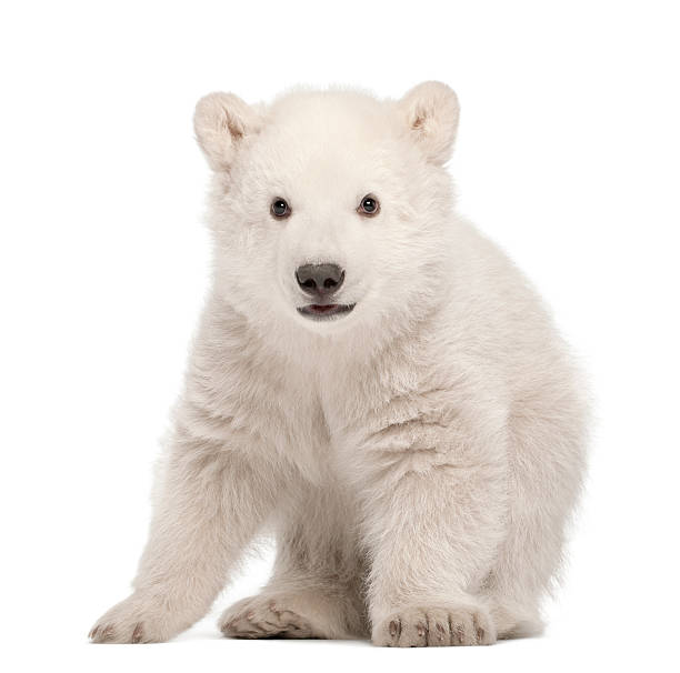 istock Polar bear cub, Ursus maritimus, 3 months old, standing 147524466