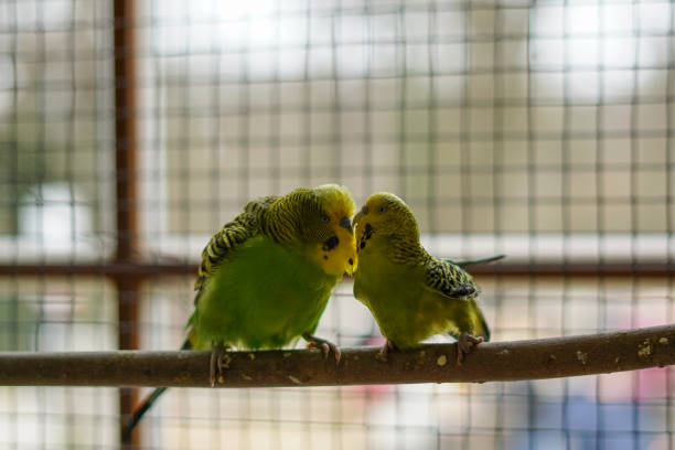 dos periquitos en un aviario - aviary fotografías e imágenes de stock