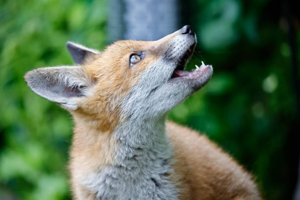 istock Urban fox cubs exploring the garden 1475247516