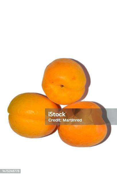 Prunus Armeniaca Commonly Called Apricot Apricot Amasco Albergero Or Apricot Is A Fruit Tree Native To China Turkey Iran Armenia Azerbaijan And Syria Stock Photo - Download Image Now
