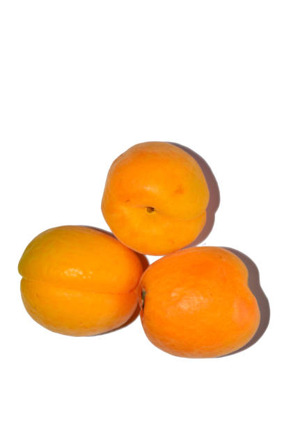 prunus armeniaca, commonly called apricot, apricot, amasco, albergero or apricot is a fruit tree native to china, turkey, iran, armenia, azerbaijan and syria - organi imagens e fotografias de stock