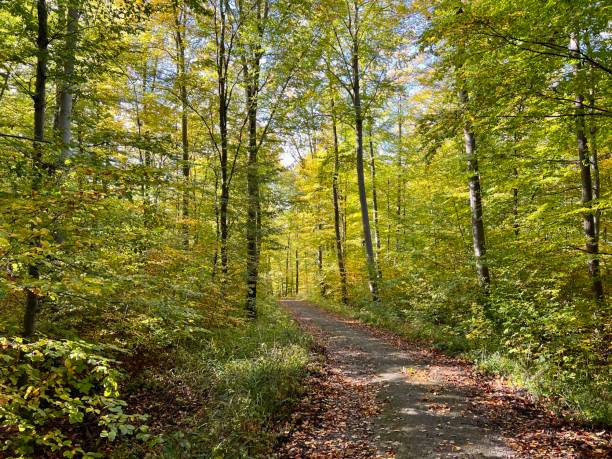 Forest in Reutlingen, Germany