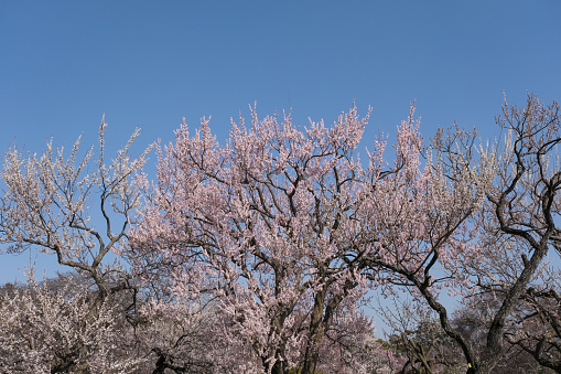 Plum blossoms in full bloom in the clear blue sky