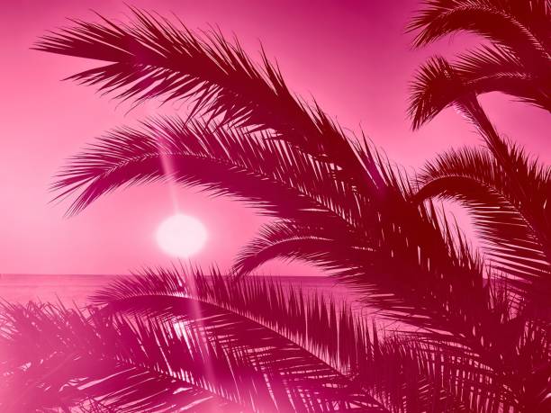 istock holiday palm trees and sunset over ocean 1475249642