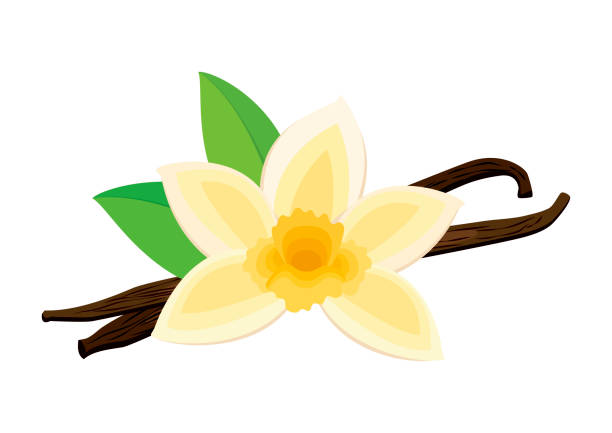 kuvapankkikuvitukset aiheesta vaniljakukan kukinta ja maustekuvakkeen vektori - yellow vanilla flower with green leaves