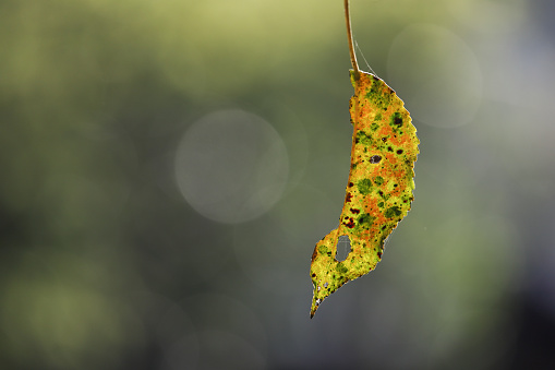 A dead leaf shaped like a moon hangs from a tree branch. Shallow depth of field with bokeh in the background