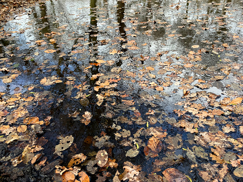 Brown leaves floating on a pond in Epping Forest