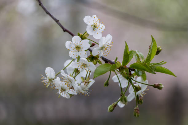 istock Spring white flowers. Blooming cherry in spring. Natural flower background. 1475252247