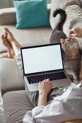 Mockup white screen laptop woman using computer and pet cat lying on sofa at home, back view, focus on screen.