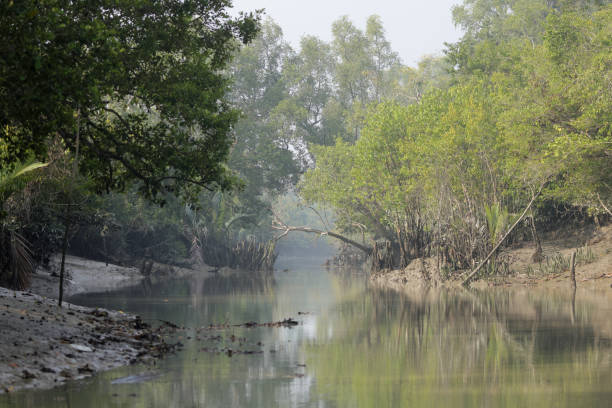 istock A canal in Sundarbans 1475253803