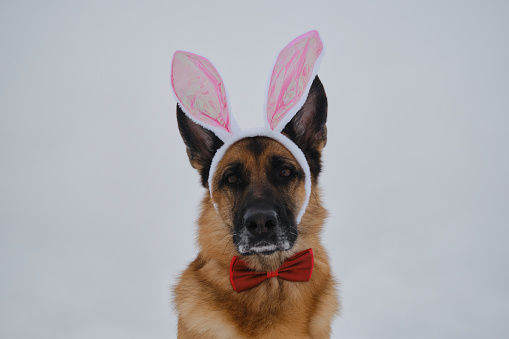 German Shepherd wears pink Easter bunny ears on head. Dog in hare costume against gray cloudy sky. Looks ahead with serious look. Concept of pet celebrates Catholic Easter as person.
