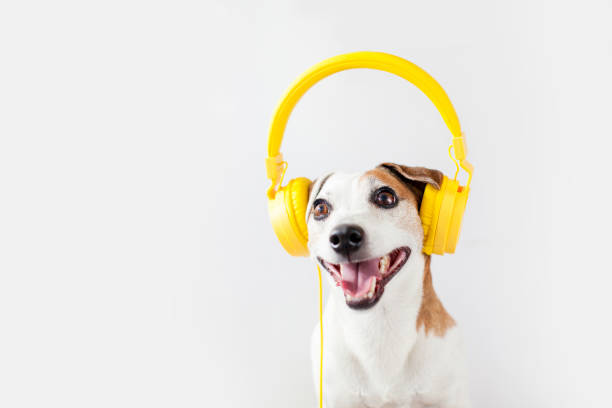 istock Cute dog with yellow headphones on a white 1475254057