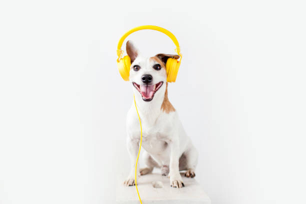 istock Cute dog with yellow headphones on a white 1475254074