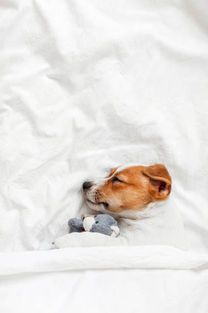 Two Month Old Terrier Puppy Sleeping in Bed with Favorite Toy. Adored small Dog sleeps on cozy modern bed