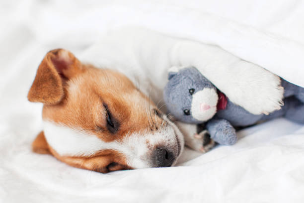 istock Cute pupppy dog sleeping in bed with fluffy toy 1475254115