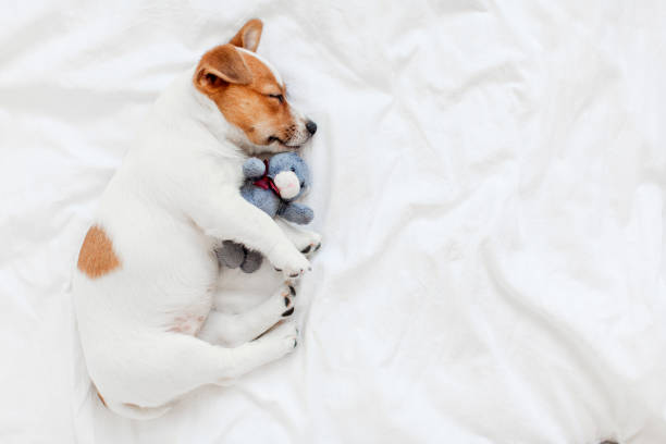 istock Cute pupppy dog sleeping in bed with fluffy toy 1475254134