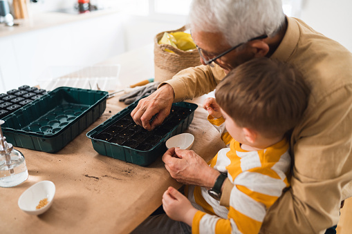 Curious Caucasian toddler boy, assists to his grandfather while he planting the seeds into small pots