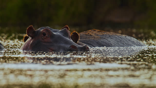 Close up hippo swimming,submerged in water