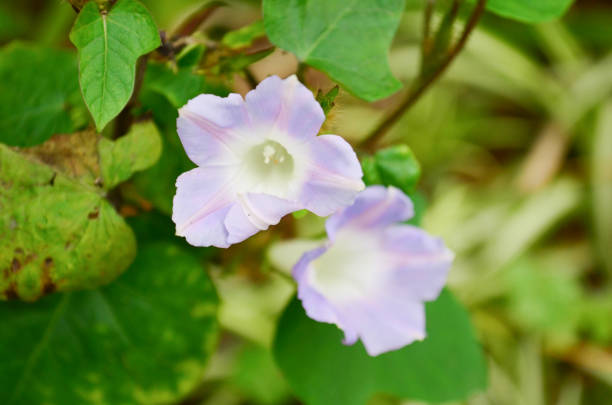 istock a Blue and white flowers on the roadside 1475256021
