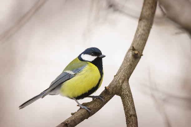 istock The great tit sitting on tree branch. 1475257433