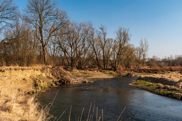 речной меандр с деревьями вокруг в ранний день - река одра в chko poodri в чешской республике - odra river стоковые фото и изображения