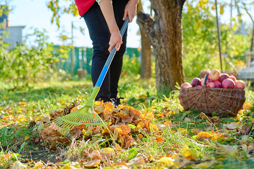 Seasonal autumn garden work, woman raking leaves with rake in apple orchard, basket full of ripe red apples background