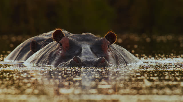 Close up hippo swimming, submerged in water