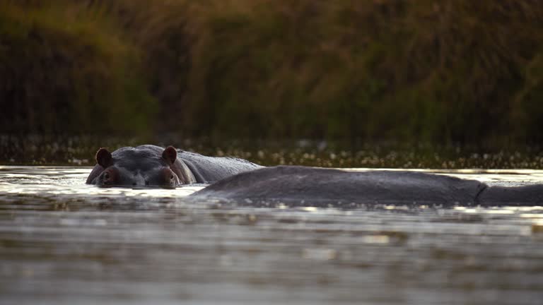 Hippos swimming, submerged in water on nature reserve