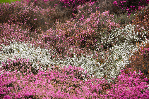 Close up image depicting heather flowers blooming in the wild.