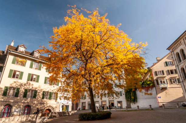 Zurich, Switzerland on October 20, 2012. Downtown streets with yellow foliage trees.