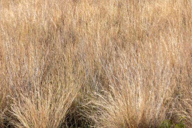 istock Abandoned field with overgrown weeds and grass - rural scenery for background or texture 1475261097