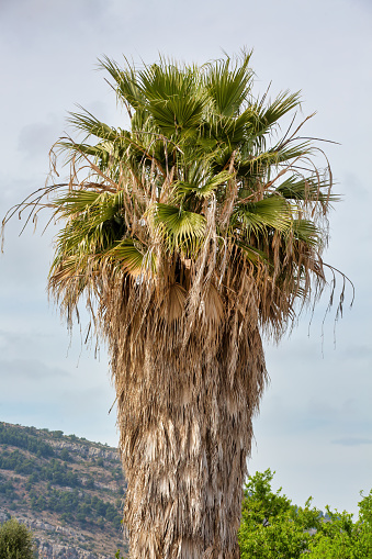 Nature's Habitat: Untrimmed Palm Tree Home to Birds