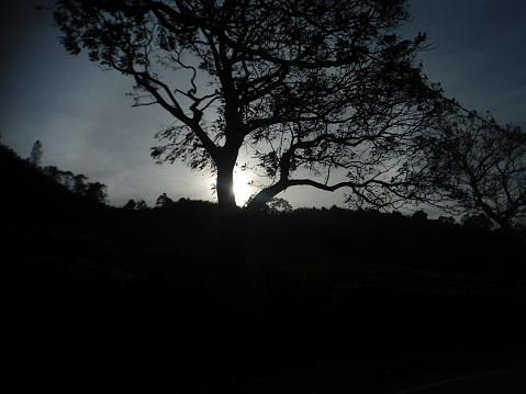 Silhouette Tree with Sun Light