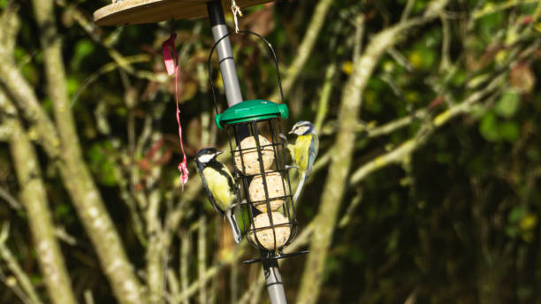 2 cute blue tits sit on bird feeder