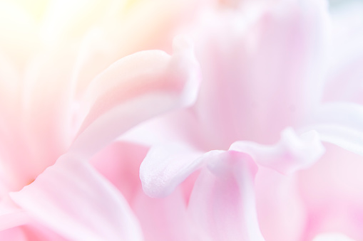 Close-up of hyacinth flowers. Abstract natural background. Soft focus.