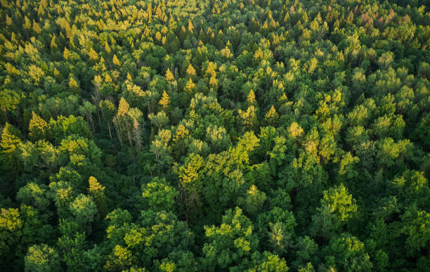 beautiful aerial landscape on green backdrop. beautiful scenery. beautiful natural landscape. natural background. air transportation. aerial view. top view. - grass area field air sky imagens e fotografias de stock