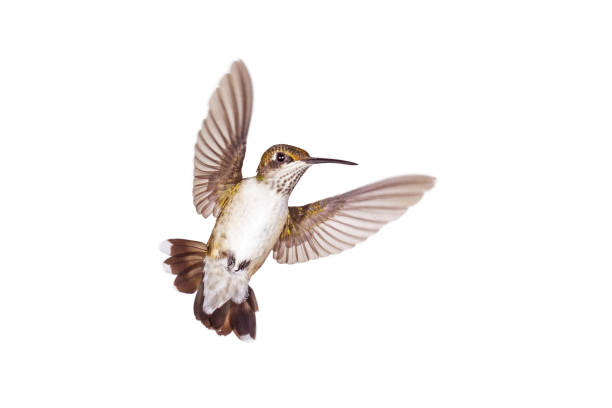 istock A Hummingbird Floats Like an Angel 1475266844