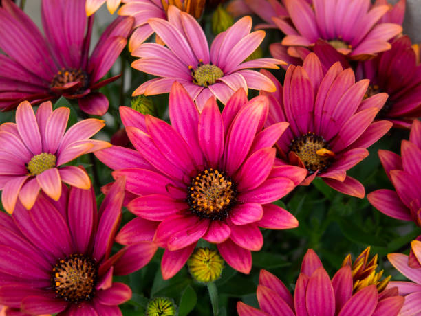 istock Beautiful red flowers Osteospermum close up 1475266875