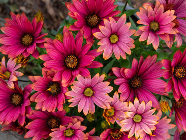 istock Beautiful red flowers Osteospermum close up 1475266983