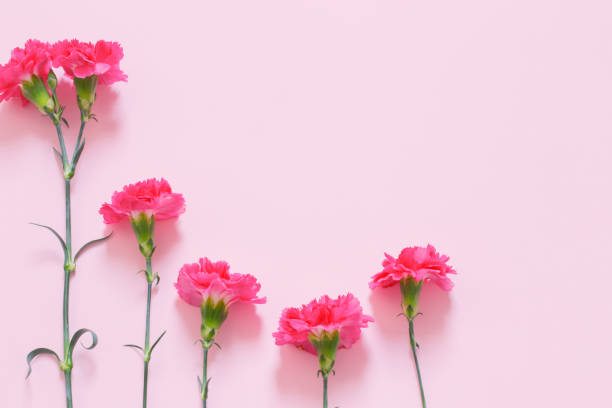 istock pink carnation flowers on pink background 1475268390