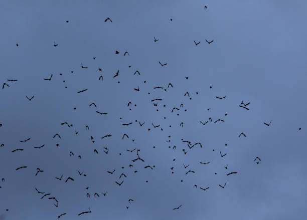 istock flock of black birds 1475270152