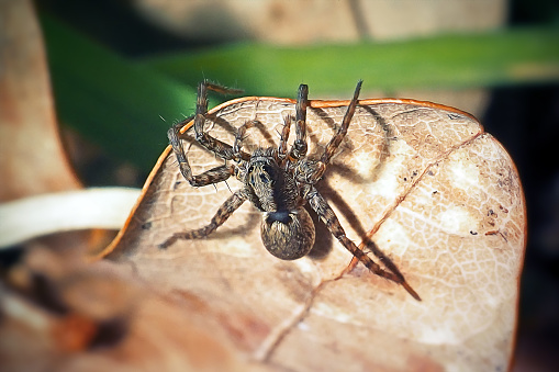 Sydney Funnel-Web spider in strike stance