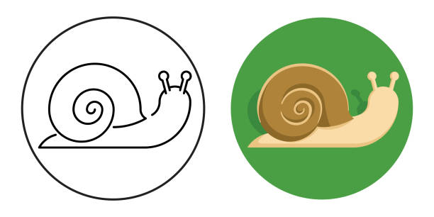 schnecken-cartoon-ikone von 2 versionen - snail white background mollusk mucus stock-grafiken, -clipart, -cartoons und -symbole