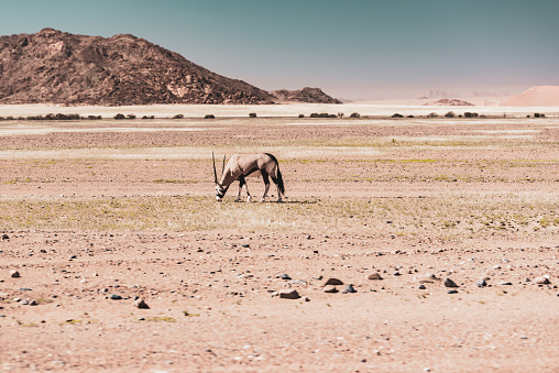 The beautiful landscape around while driving through NamibRand Nature Reserve in Namibia on a self-guided safari.