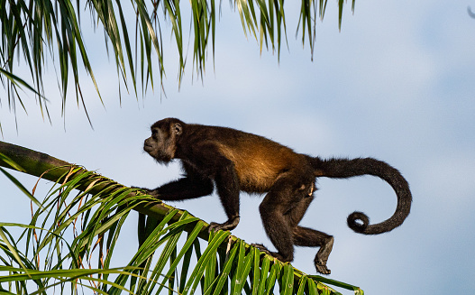 Wild Howler Monkey in Manuel Antonio National Park on the Pacific Coast of Costa Rica